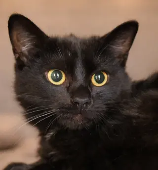 Kitten Kane