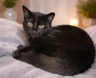 Kitten Kane