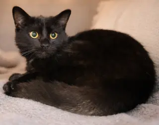 Kitten Kane