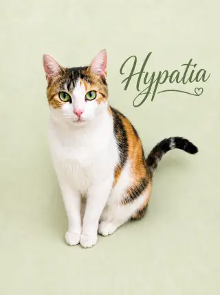 Hypatia (FCID# 03/13/2026-105 Willow Grove, PA)