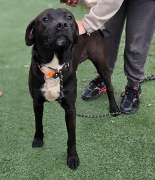 Mercury- $75 Adoption Fee! Diamond Dog!