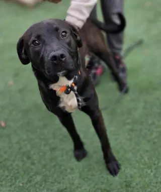 Mercury- $75 Adoption Fee! Diamond Dog!