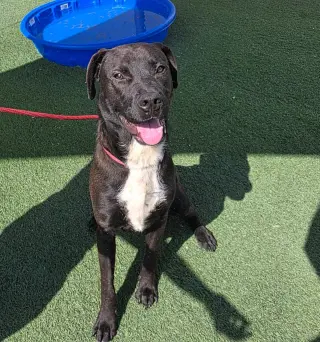 Mercury- $75 Adoption Fee! Diamond Dog!