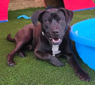 Jett-$75 Adoption Fee! Diamond Dog!