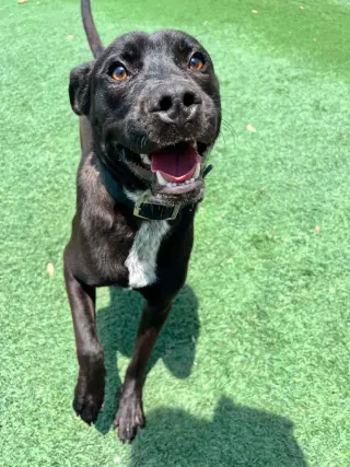Jett-$75 Adoption Fee! Diamond Dog!