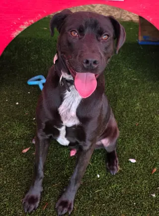 Jett-$75 Adoption Fee! Diamond Dog!