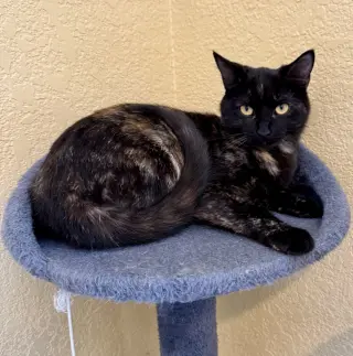 Willow