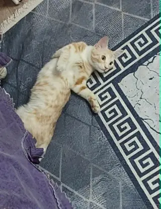 Mango