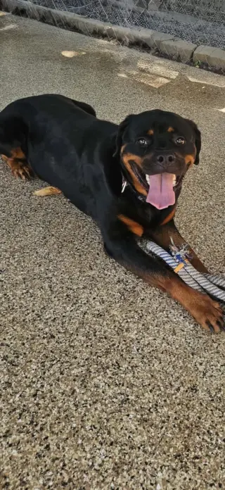Fudgie