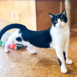 Marinara