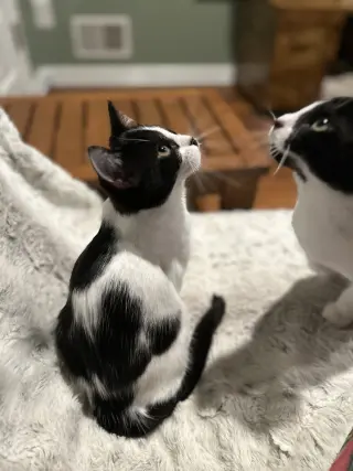 Neapolitan