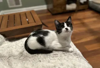 Neapolitan