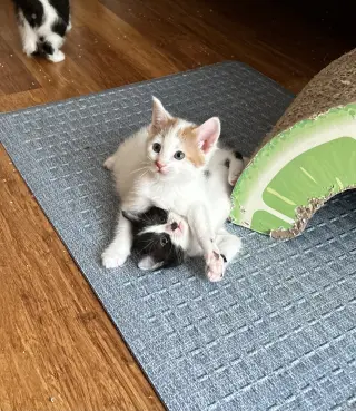Neapolitan
