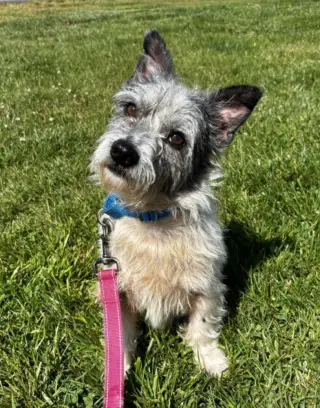 Biscuit
