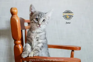 Juno