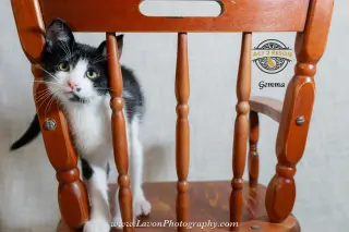 Gemma