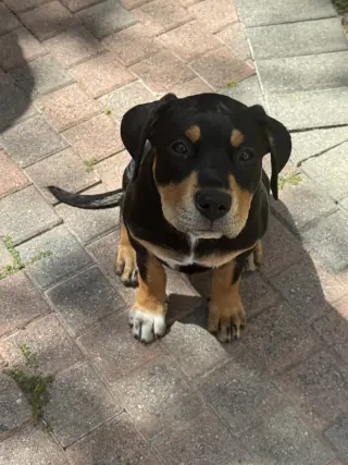 Scout