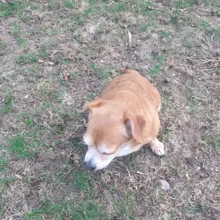Sammy