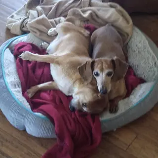 Sammy