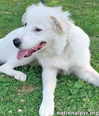 Filmore in KY - Loves Splashing In The Water!