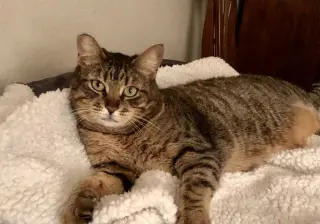 Munchkin