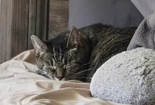 Mimi: Barn Cat (FCID# 05/06/2025 - 36)