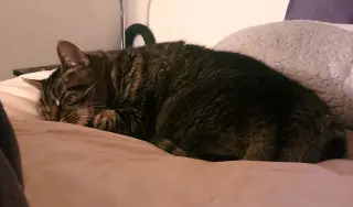 Mimi: Barn Cat (FCID# 05/06/2025 - 36)