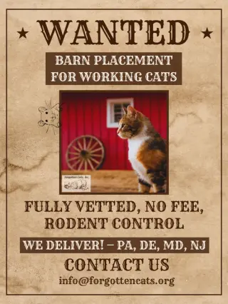 Mimi: Barn Cat (FCID# 05/06/2025 - 36)