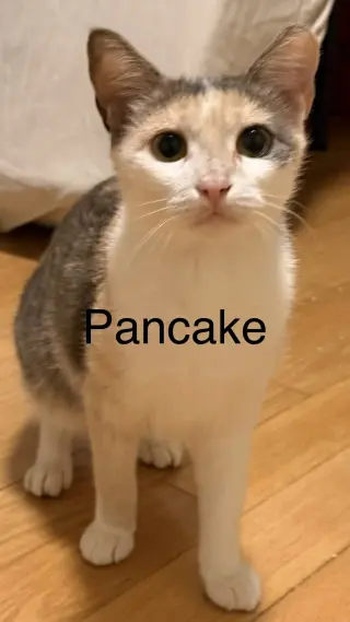 Pancake