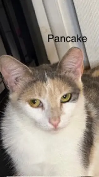 Pancake