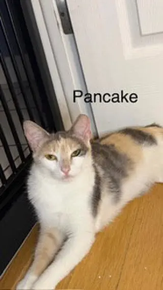 Pancake