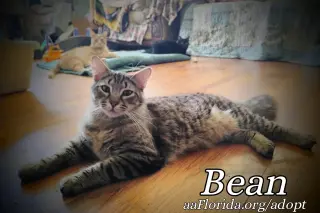 Bean