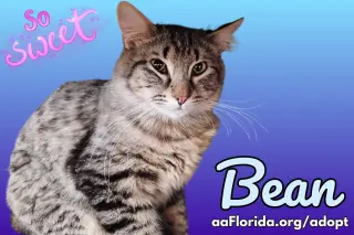 Bean
