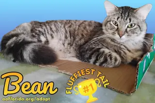 Bean