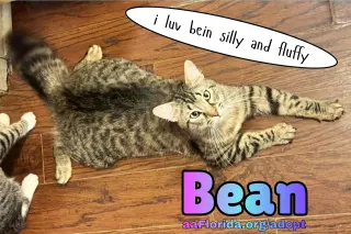 Bean