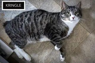 Kringle (FCID# 01/07/2026 - 90)