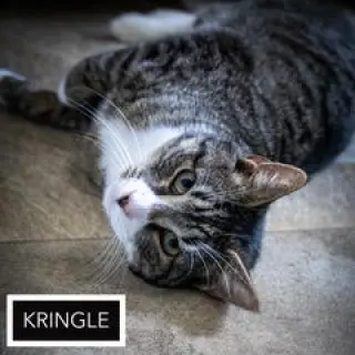 Kringle (FCID# 01/07/2026 - 90)