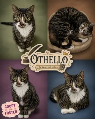 Othello (FCID# 03/23/2026 - 38 Trainer) KC