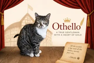 Othello (FCID# 03/23/2026 - 38 Trainer) KC