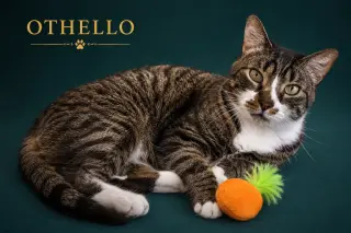 Othello (FCID# 03/23/2026 - 38 Trainer) KC