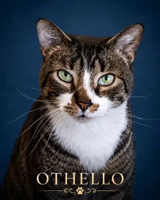 Othello (FCID# 03/23/2026 - 38 Trainer) KC