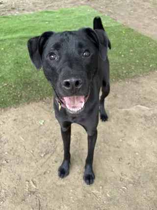 Parmesan aka Frankie