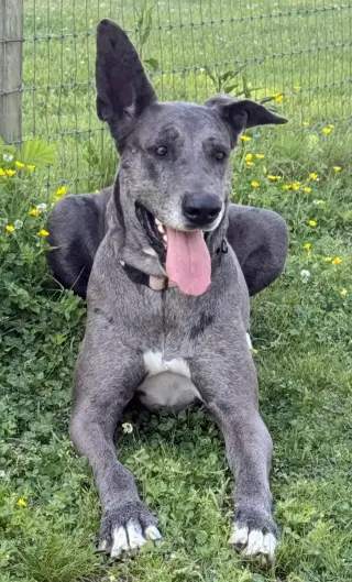 ROO