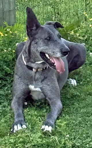 ROO