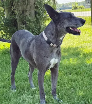 ROO