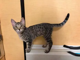 Jitters
