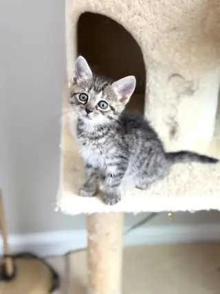 Jitters