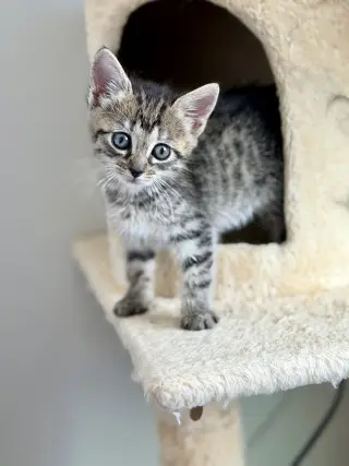 Jitters