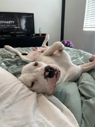 DRAKO MALFOY