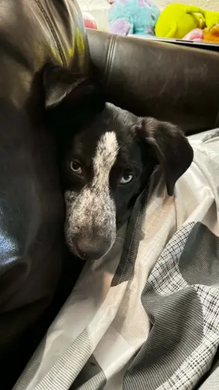 TILLY